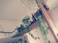 雑貨と観葉植物①