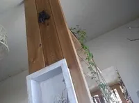 雑貨と観葉植物②