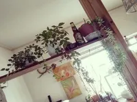 雑貨と観葉植物③